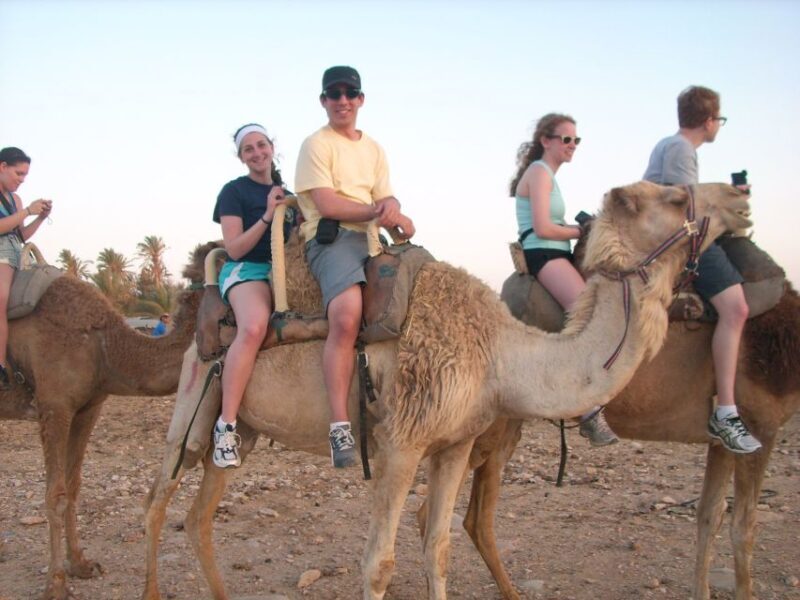 From Agadir or Taghazout: Camel Ride Tour & Flamingos Watch - The Sum Up