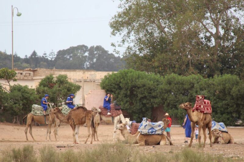 From Agadir or Taghazout: Camel Ride Tour & Flamingos Watch - FAQs