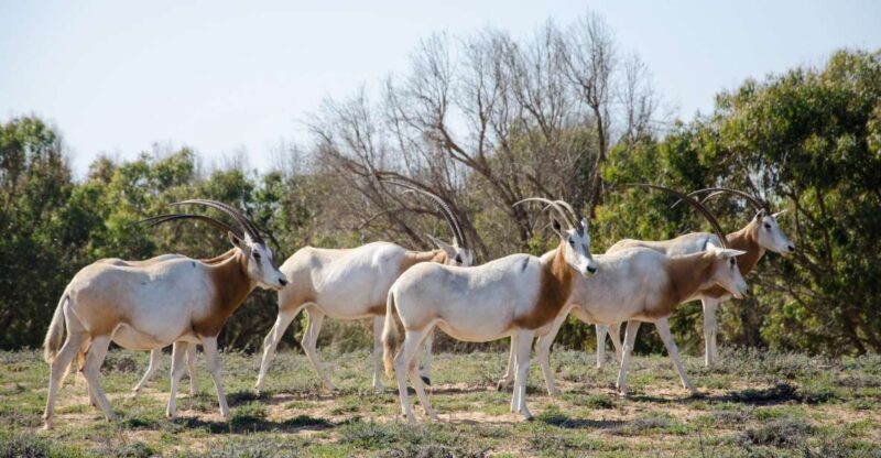 From Agadir: Sous Massa National Park Desert Safari w/Lunch - Introduction: An Authentic Moroccan Safari from Agadir