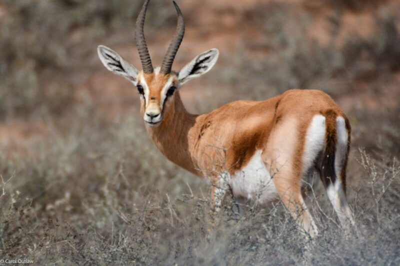 From Agadir: Sous Massa National Park Desert Safari w/Lunch - Who Will Love This Tour?