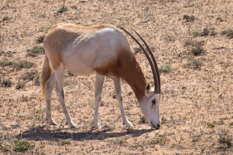 From Agadir: Sous Massa National Park Desert Safari w/Lunch - Frequently Asked Questions