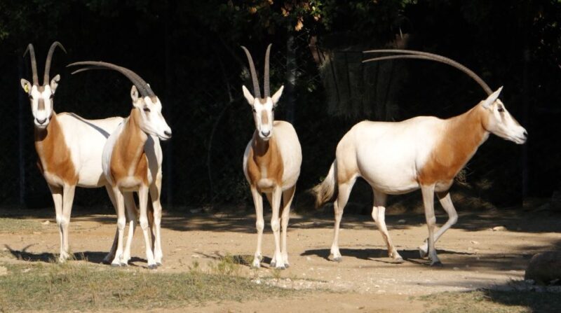 From Agadir: Souss Massa National Park Tour - An In-Depth Look at the Souss Massa National Park Tour