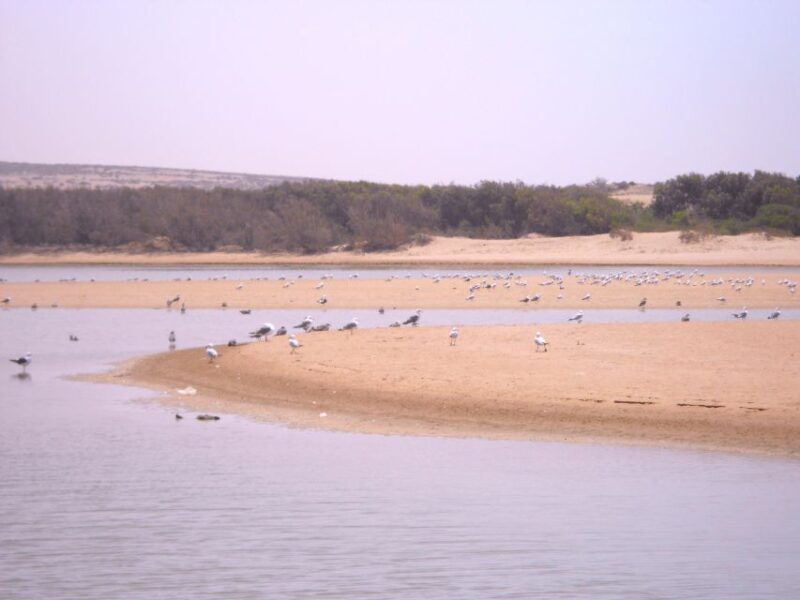 From Agadir: Souss Massa National Park Tour - Who Is This Tour Best For?