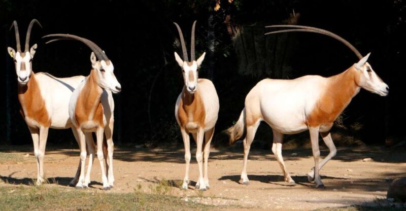 From Agadir: Souss Massa National Park Tour - FAQ