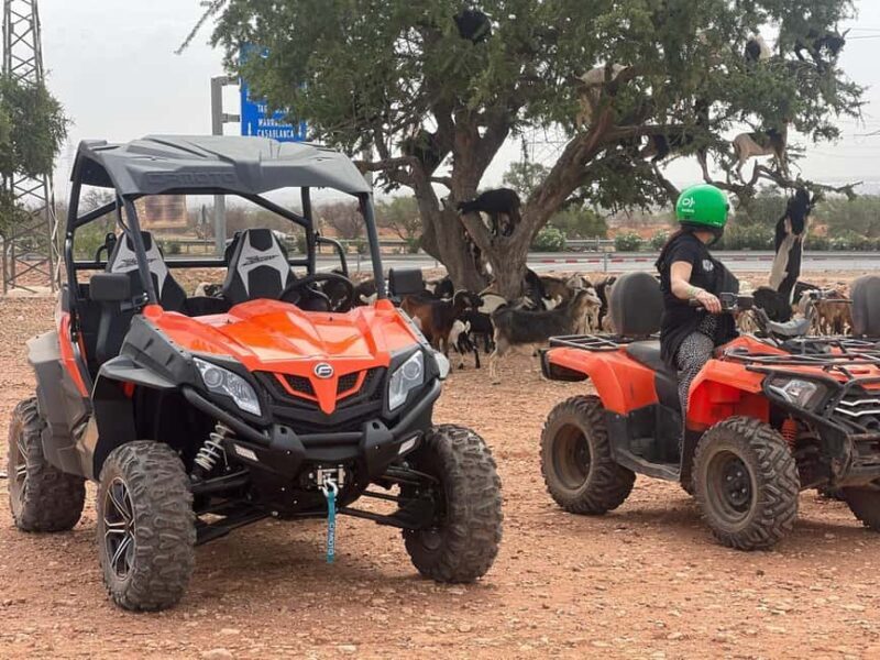 From Agadir/Taghazout: Buggy Safari Adventure & Moroccan Tea - Key Points