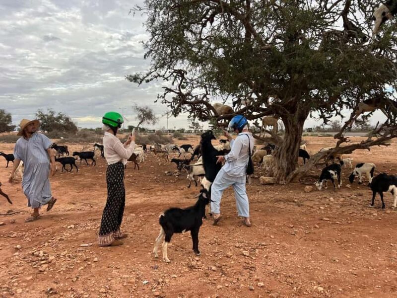 From Agadir/Taghazout: Buggy Safari Adventure & Moroccan Tea - Final Thoughts