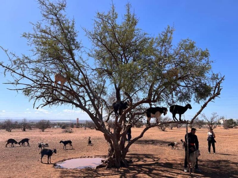 From Agadir/Taghazout: Buggy Safari Adventure & Moroccan Tea - FAQs