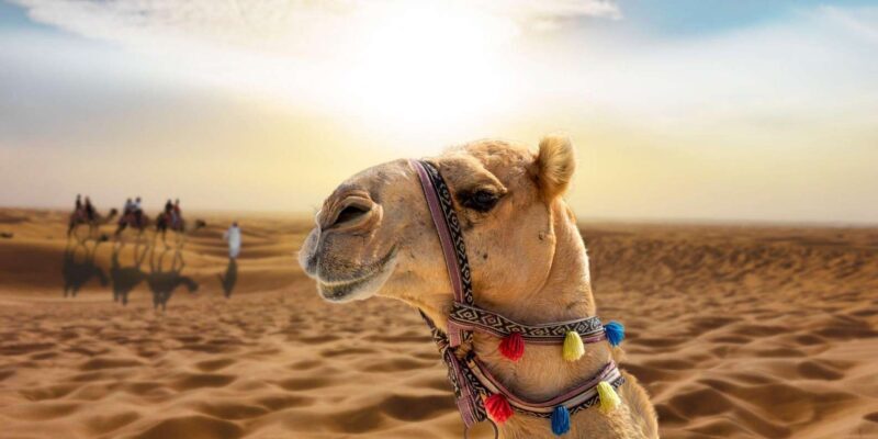 From Agadir/Taghazout: Sahara Sand Dunes with Transfer - FAQ