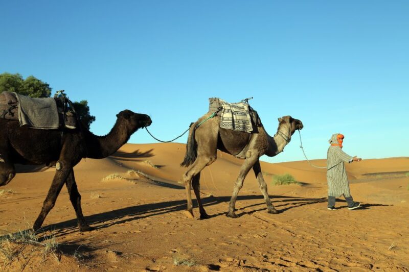 From Agadir/Taghazout: Sahara Sand Dunes with Transfer - Key Points