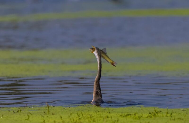 From Agra: Taj Mahal, Fatehpur Sikri & Bird Safari Tour - Final Thoughts: Who Will Love This Tour?