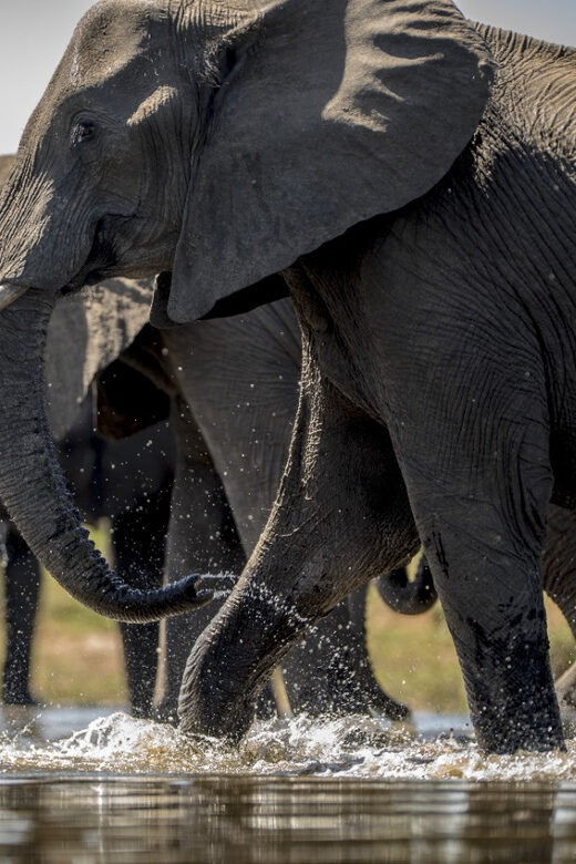 From Agra: Taj Mahal Tour w/ Elephant Conservation - An In-Depth Look at the Tour Experience