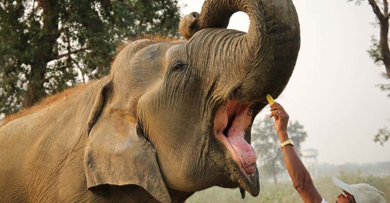 From Agra: Taj Mahal Tour w/ Elephant Conservation - Who Should Consider This Tour?