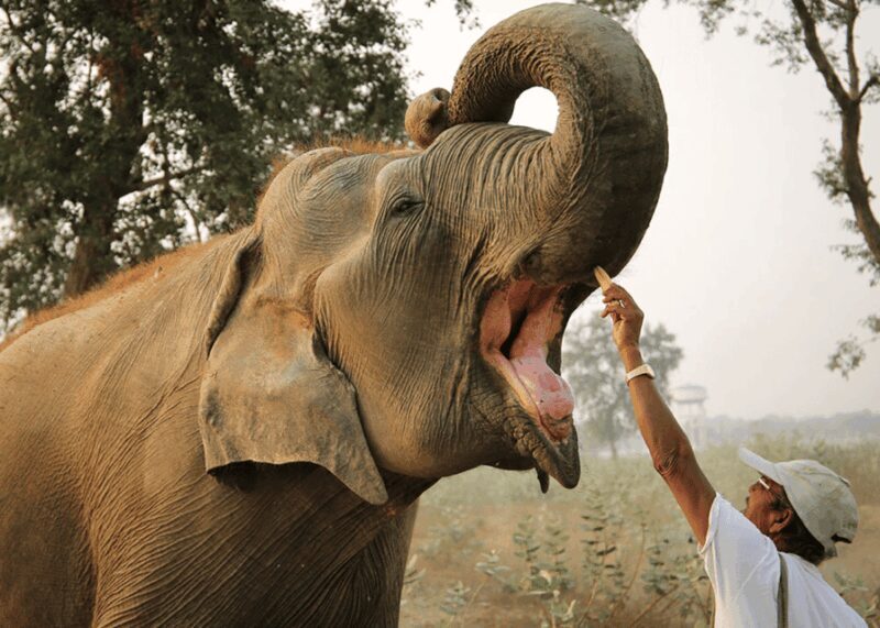 From Agra: Taj Mahal Tour w/ Elephant Conservation - The Sum Up