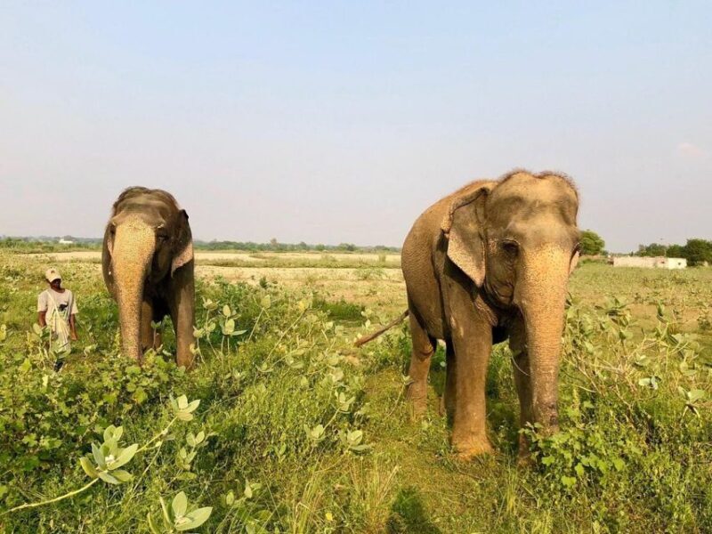From Agra: Visit to Wildlife SOS Elephant Conservation Trip - Introduction