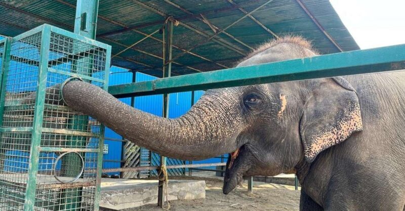 From Agra: Visit to Wildlife SOS Elephant Conservation Trip - The Value of This Experience