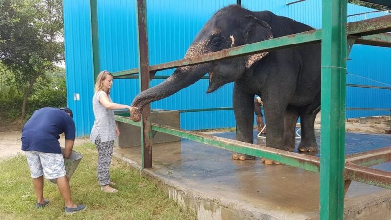 From Agra: Visit to Wildlife SOS Elephant Conservation Trip - Authentic Encounters and Honest Impressions
