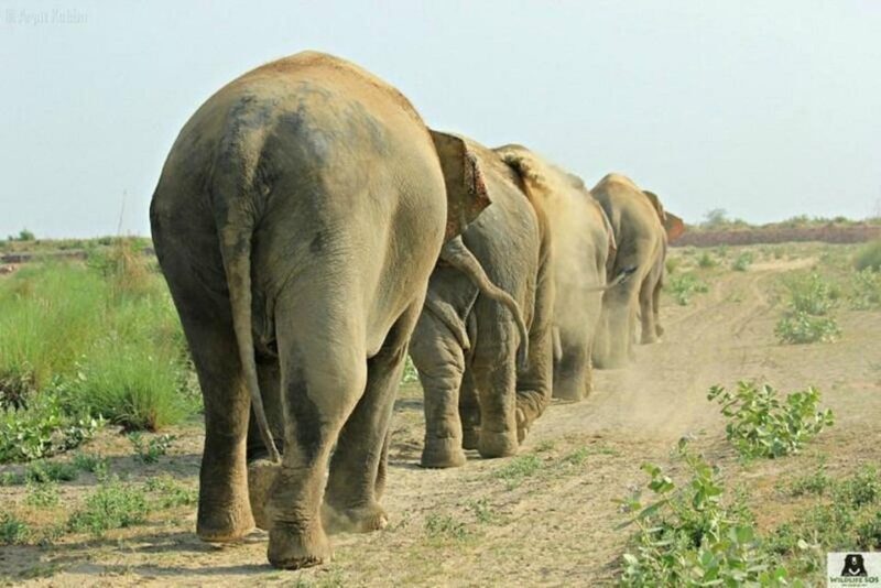 From Agra: Visit to Wildlife SOS Elephant Conservation Trip - Who Will Enjoy This Tour?