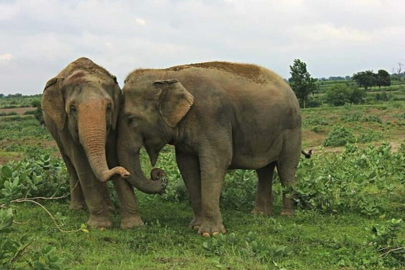 From Agra: Visit to Wildlife SOS Elephant Conservation Trip - Key Points