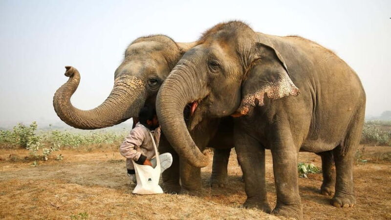From Agra: Visit to Wildlife SOS Elephant Conservation Trip - Feeding and Interaction: A Personal Connection