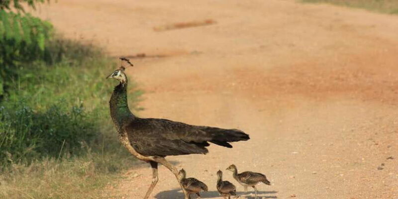 From: Ahungalla/Ambalangoda/Kosgoda/Balapitiya - YALA Safari - An Authentic Safari Experience in YALA National Park