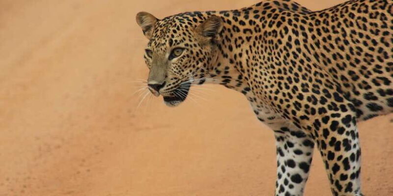 From: Ahungalla/Ambalangoda/Kosgoda/Balapitiya - YALA Safari - Value and Practical Tips