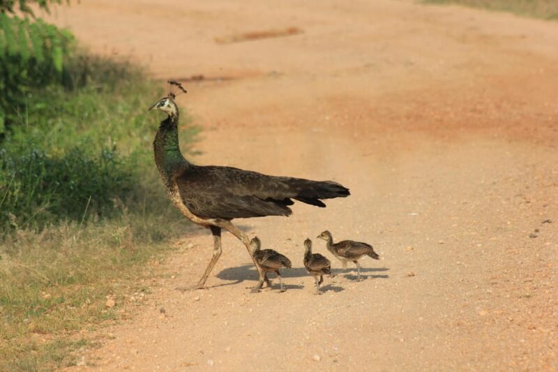 From: Ahungalla/Ambalangoda/Kosgoda/Balapitiya - YALA Safari - Final Verdict: Is This Tour Right for You?