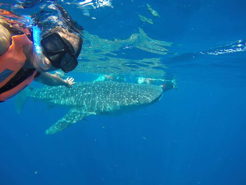 From Akumal: Whale Shark Tour - Key Points