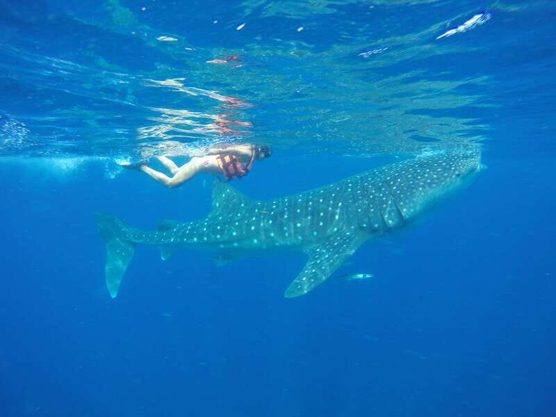 From Akumal: Whale Shark Tour - An Introduction to the Tour: Authentic and Exciting