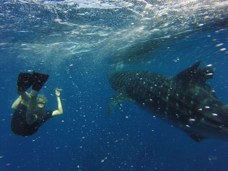 From Akumal: Whale Shark Tour - What Makes This Tour Special?
