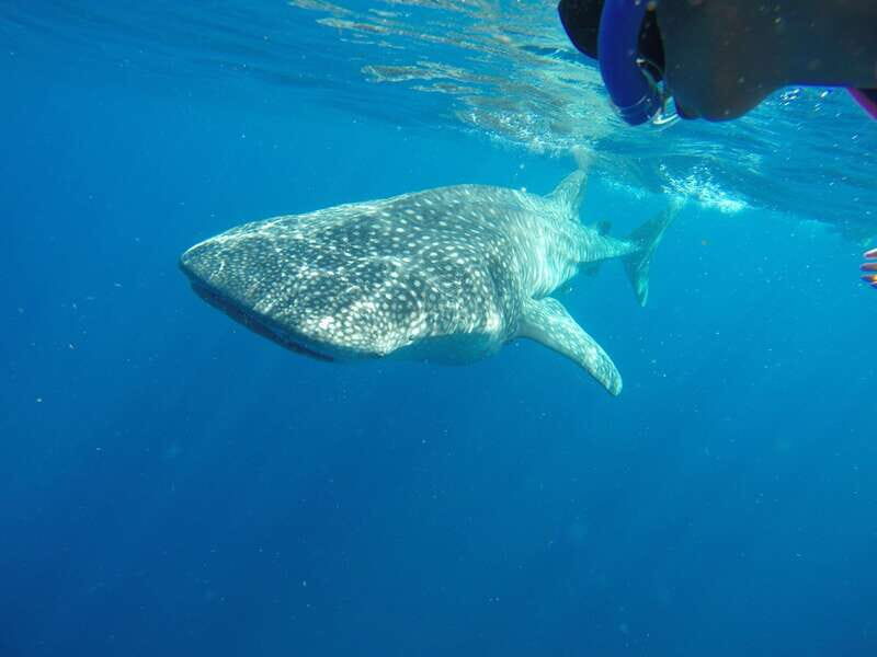 From Akumal: Whale Shark Tour - The Value for the Price