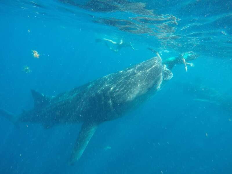 From Akumal: Whale Shark Tour - Authentic Encounters and Practical Tips