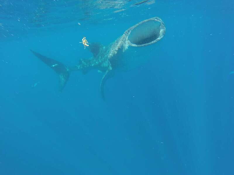 From Akumal: Whale Shark Tour - The Sum Up: Who Will Love This Experience?