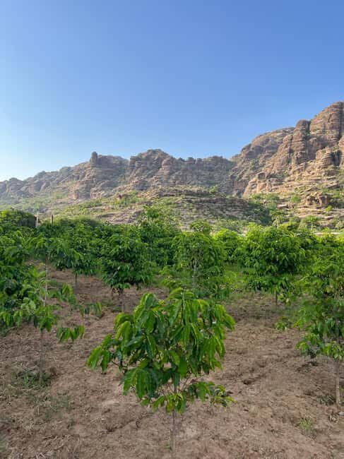 From Alreeth: Black Mountain & Coffee Plantation Tour - Key Points