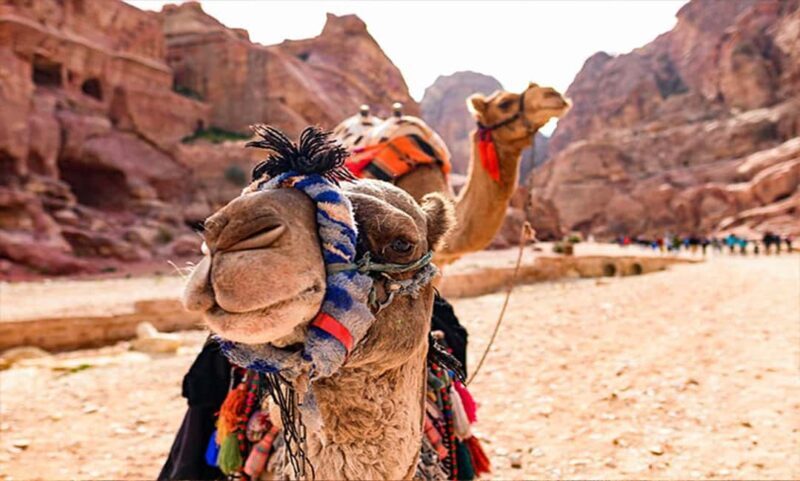 From Amman: Private Petra Day Trip with Guide - The Practical Details