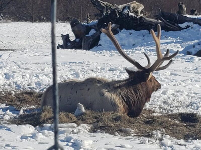From Anchorage: Alaska Wildlife Center & Turnagain Arm Tour - An Overview of the Experience