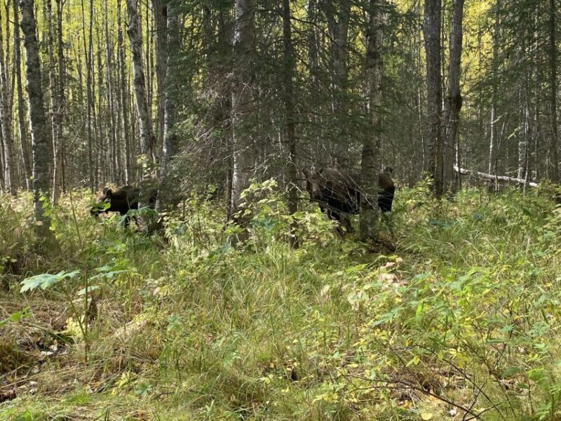 From Anchorage: Chugach State Park Walk with Naturalist - Transportation and Logistics