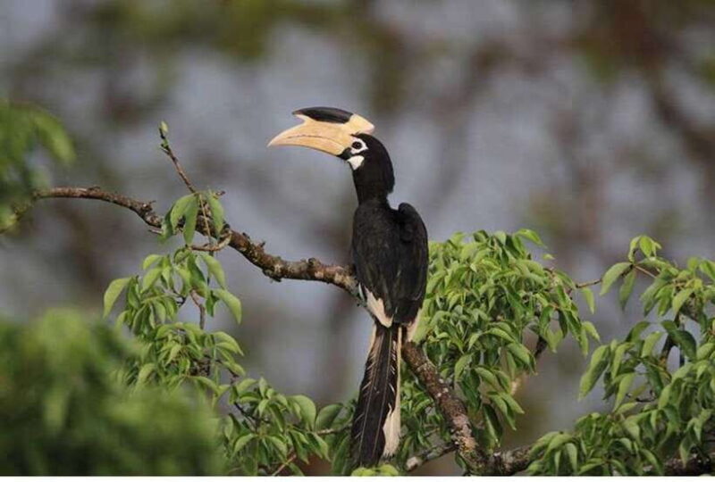 From Anuradhapura: All Inclusive Full Day Safari at Wilpattu - Key Points