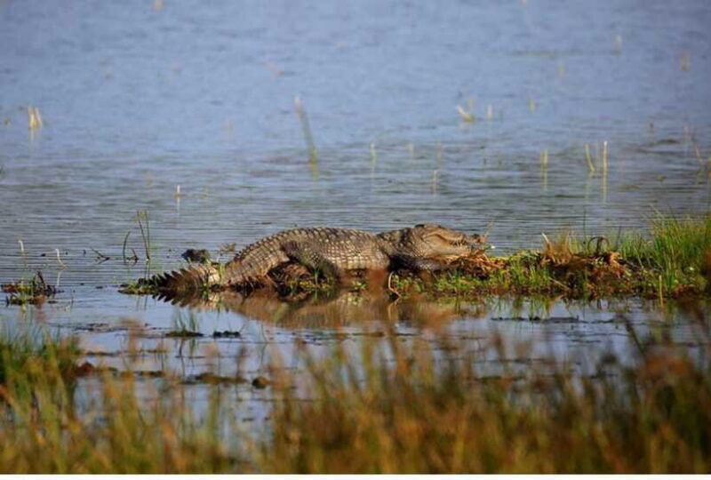 From Anuradhapura: All Inclusive Full Day Safari at Wilpattu - What You Will See and Experience