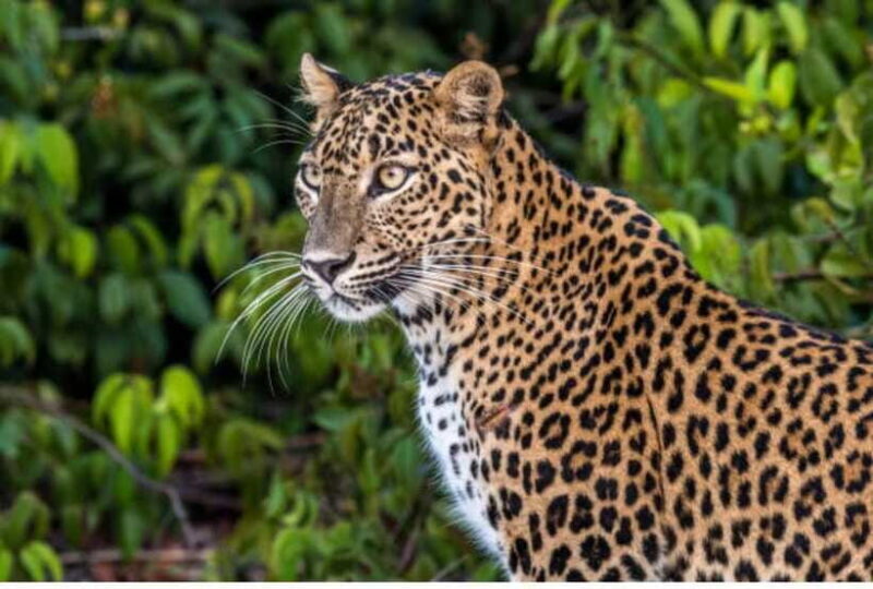 From Anuradhapura: All Inclusive Full Day Safari at Wilpattu - Authenticity and Review Highlights