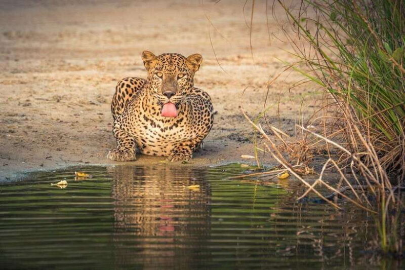 From Anuradhapura: Wilpattu National Park Half-Day Safari - What to Expect from the Wilpattu Safari