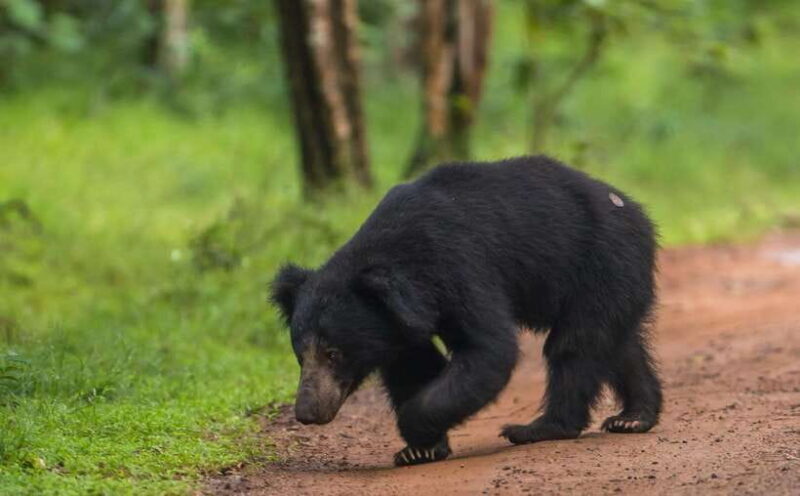 From Anuradhapura: Wilpattu National Park Half-Day Safari - The Itinerary in Detail