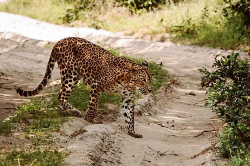From Anuradhapura: Wilpattu National Park Half-Day Safari - Who Is This Tour Best For?