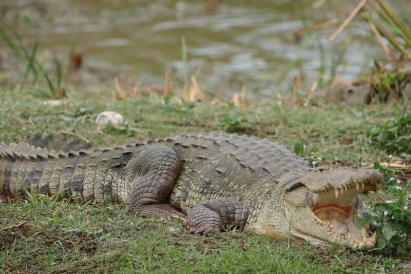 From Anuradhapura: Wilpattu National park Safari - Key Points