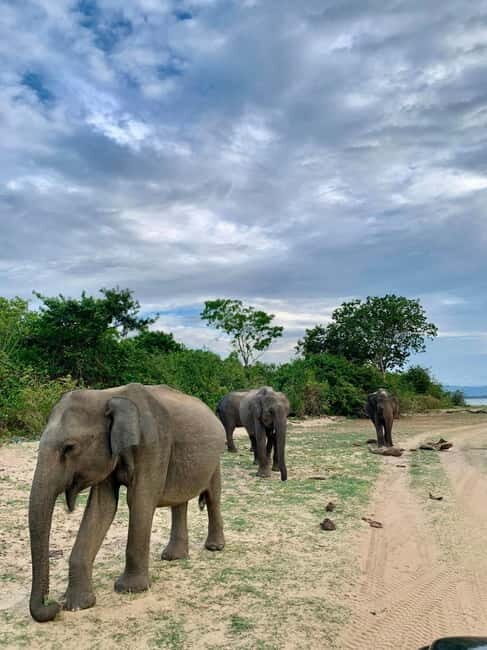 From Anuradhapura: Wilpattu National park Safari - The Drive and Entry to the Park