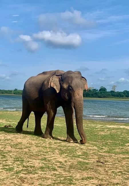 From Anuradhapura: Wilpattu National park Safari - Lunch and Refreshments