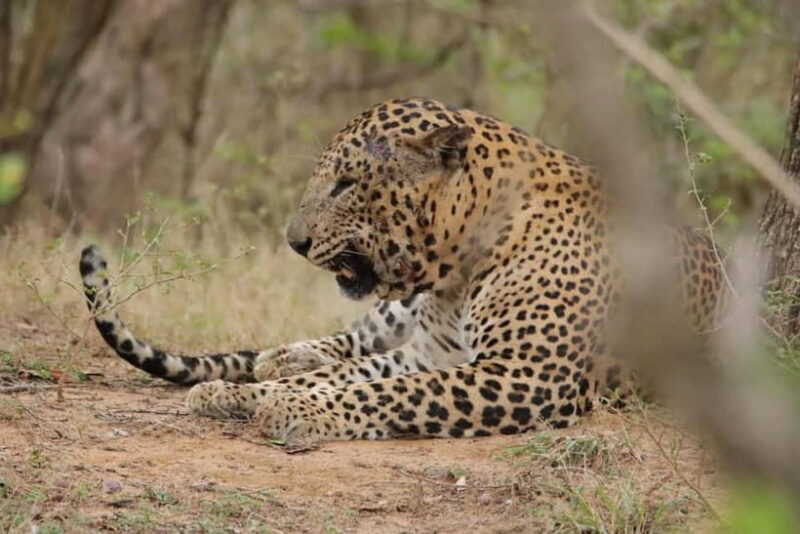 From Anuradhapura: Wilpattu National park Safari - Afternoon Explorations