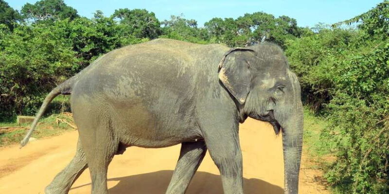 From Arugambay to Tangalle/Mirissa with Yala Leopard Safari - Key Points