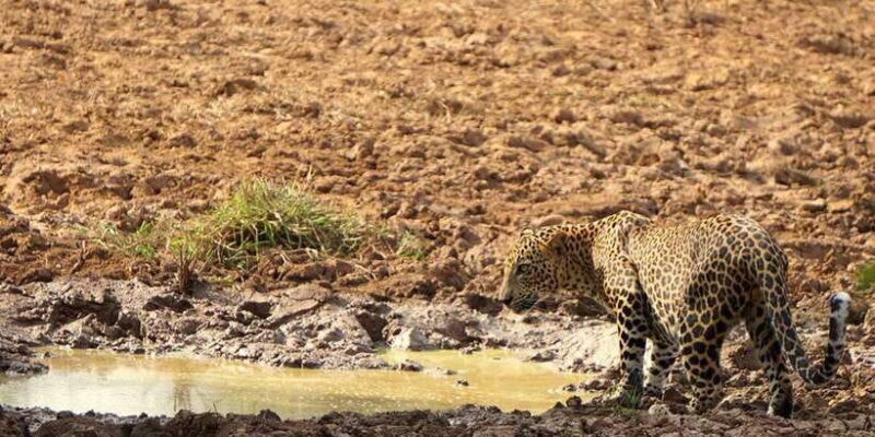 From Arugambay to Tangalle/Mirissa with Yala Leopard Safari - The Journey Begins: Planning Your Safari Day