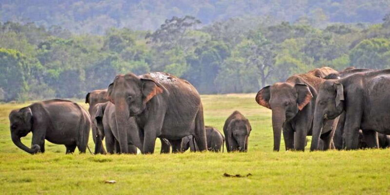 From Arugambay to Tangalle/Mirissa with Yala Leopard Safari - Analyzing the Value