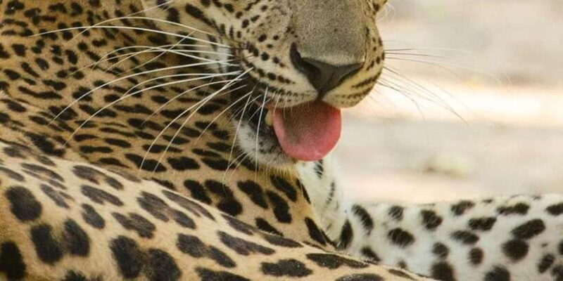 From Arugambay to Tangalle/Mirissa with Yala Leopard Safari - Who Is This Safari Best For?